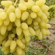 Саджанець Виноград Нарцис